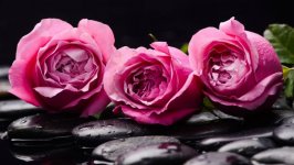 Desktop wallpaper. Flowers. ID:97730