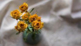 Desktop wallpaper. Flowers. ID:97989