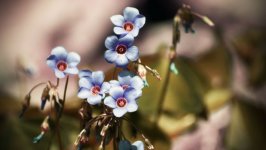 Desktop wallpaper. Flowers. ID:97990