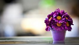Desktop wallpaper. Flowers. ID:98269
