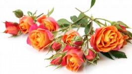 Desktop wallpaper. Flowers. ID:98327