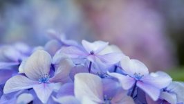 Desktop wallpaper. Flowers. ID:98372