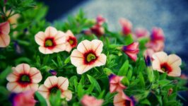Desktop wallpaper. Flowers. ID:98375