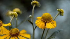 Desktop wallpaper. Flowers. ID:98403