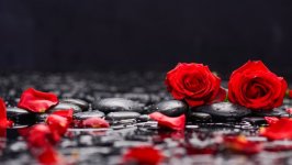 Desktop wallpaper. Flowers. ID:98513