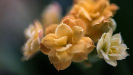 Desktop wallpaper. Flowers. ID:98803