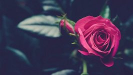 Desktop wallpaper. Flowers. ID:98888