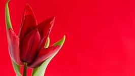 Desktop wallpaper. Flowers. ID:98890