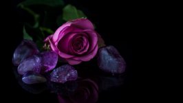 Desktop wallpaper. Flowers. ID:98957