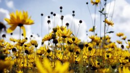 Desktop wallpaper. Flowers. ID:99155