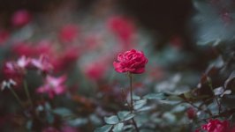 Desktop wallpaper. Flowers. ID:99206