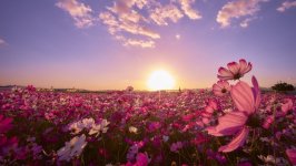 Desktop wallpaper. Flowers. ID:99327