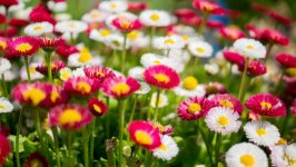 Desktop wallpaper. Flowers. ID:99391