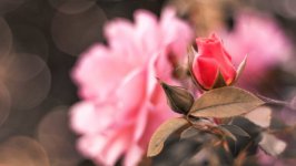Desktop image. Flowers. ID:99508
