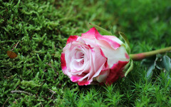 Desktop image. Flowers. ID:99581