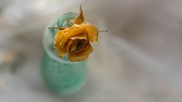 Desktop wallpaper. Flowers. ID:99601
