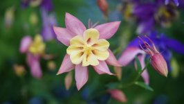 Desktop wallpaper. Flowers. ID:133011