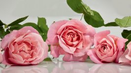 Desktop wallpaper. Flowers. ID:99864