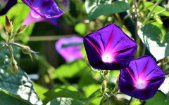 Desktop wallpaper. Flowers. ID:99911