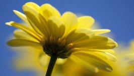 Desktop wallpaper. Flowers. ID:99955