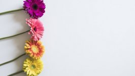 Desktop wallpaper. Flowers. ID:99958