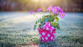Desktop wallpaper. Flowers. ID:99966