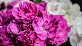 Desktop wallpaper. Flowers. ID:99989