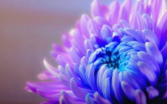 Desktop wallpaper. Flowers. ID:100119