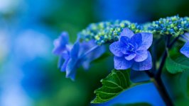 Desktop wallpaper. Flowers. ID:100276