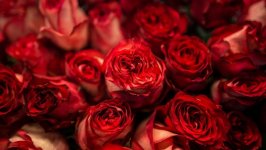 Desktop wallpaper. Flowers. ID:100452