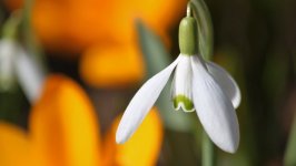 Desktop wallpaper. Flowers. ID:100641