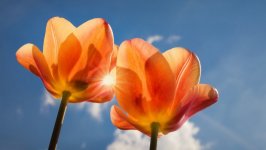 Desktop wallpaper. Flowers. ID:100724
