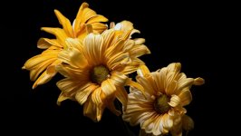 Desktop wallpaper. Flowers. ID:100754