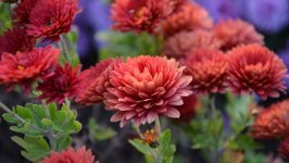 Desktop wallpaper. Flowers. ID:100771