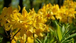 Desktop wallpaper. Flowers. ID:100802