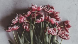 Desktop wallpaper. Flowers. ID:100899