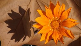 Desktop wallpaper. Flowers. ID:100955