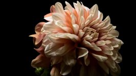 Desktop wallpaper. Flowers. ID:101684