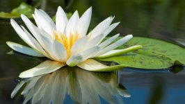 Desktop wallpaper. Flowers. ID:101786