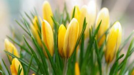 Desktop wallpaper. Flowers. ID:101787