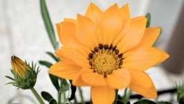 Desktop wallpaper. Flowers. ID:101826