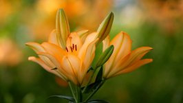 Desktop wallpaper. Flowers. ID:102009