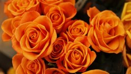 Desktop wallpaper. Flowers. ID:102085