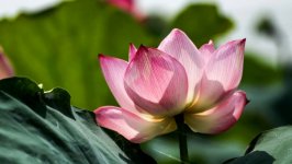 Desktop wallpaper. Flowers. ID:102117