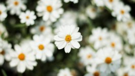 Desktop wallpaper. Flowers. ID:102335