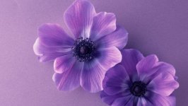 Desktop wallpaper. Flowers. ID:102346