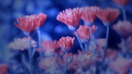 Desktop wallpaper. Flowers. ID:102566