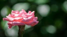 Desktop wallpaper. Flowers. ID:102771