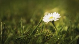 Desktop wallpaper. Flowers. ID:102847