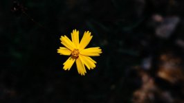 Desktop wallpaper. Flowers. ID:102968